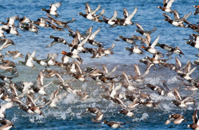 3月限定，赴一场壮观的天鹅集会！